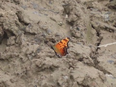 Polygonia progne