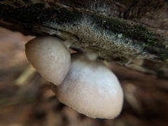 Crepidotus applanatus