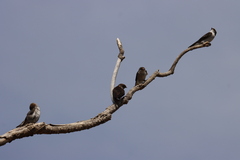 Tachycineta thalassina