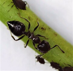 Crematogaster