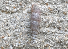 Clausiliidae