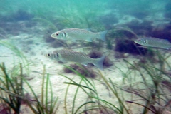 Dicentrarchus labrax