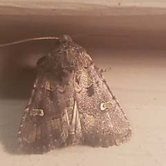 Lacinipolia renigera