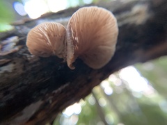Crepidotus applanatus
