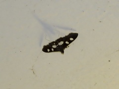 Desmia