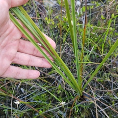 Cladium mariscus jamaicense