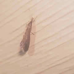 Pterygota