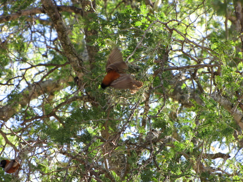 Chestnut Weaver (Ploceus rubiginosus), photo 6