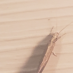 Pterygota