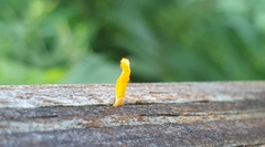 Dacrymyces spathularia