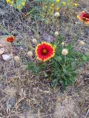 Gaillardia pulchella