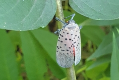 Lycorma delicatula