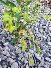 Apocynum androsaemifolium