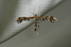 Dejongia lobidactylus