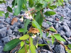 Apocynum androsaemifolium