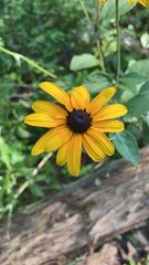 Rudbeckia