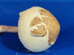 Chlorophyllum molybdites