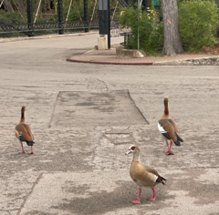 Alopochen aegyptiaca