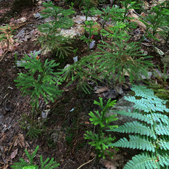 Dendrolycopodium