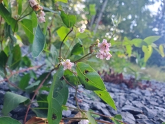 Apocynum androsaemifolium