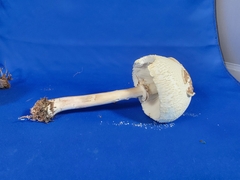 Chlorophyllum molybdites