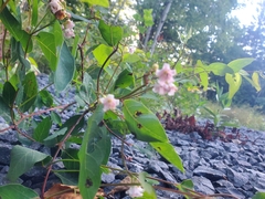 Apocynum androsaemifolium