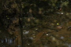 Somatochlora linearis