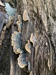 Stereum subtomentosum