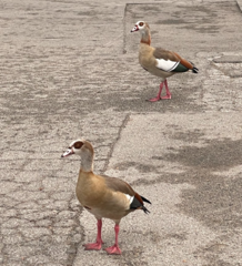 Alopochen aegyptiaca