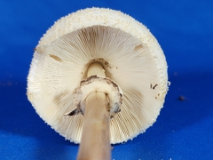 Chlorophyllum molybdites