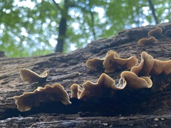 Stereum subtomentosum