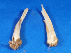 Chlorophyllum molybdites