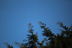 Ptiliogonys cinereus