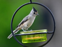 Baeolophus atricristatus