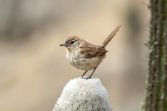 Pseudasthenes cactorum