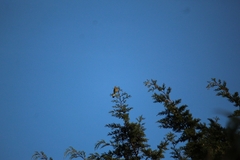 Ptiliogonys cinereus