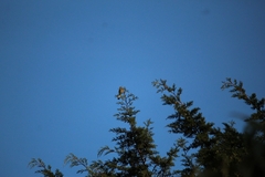 Ptiliogonys cinereus