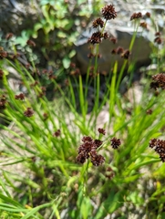 Juncus ensifolius