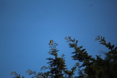 Ptiliogonys cinereus