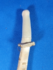Chlorophyllum molybdites