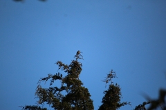 Ptiliogonys cinereus