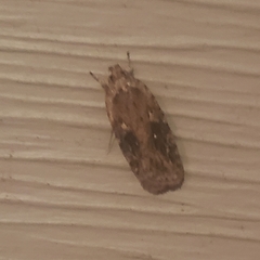 Agonopterix pulvipennella