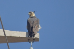 Buteogallus coronatus