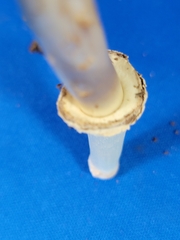 Chlorophyllum molybdites