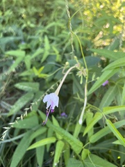 Mirabilis longiflora