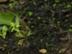 Somatochlora linearis