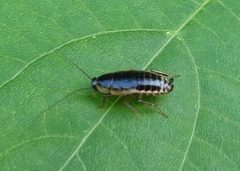 Blattella nipponica