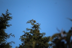 Ptiliogonys cinereus