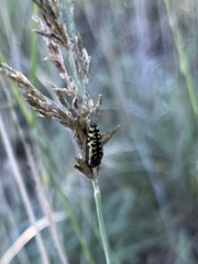 Acmaeodera solitaria