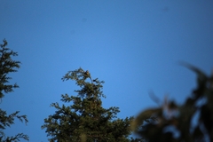 Ptiliogonys cinereus